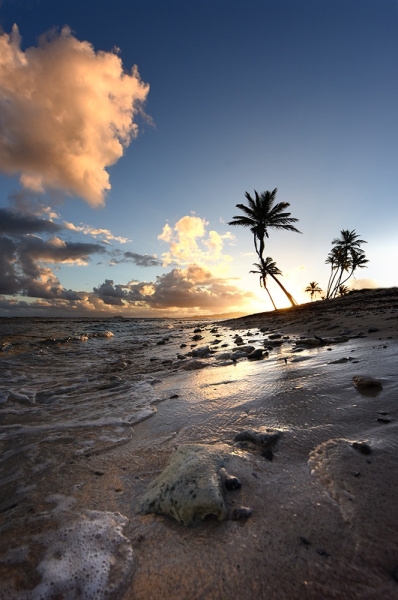 Island Palms - St. Croix, USVI