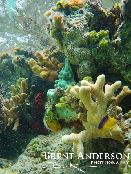Island Reef -Lee Stocking Island, Bahamas