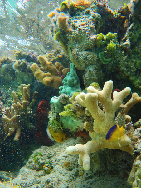 Island Reef -Lee Stocking Island, Bahamas
