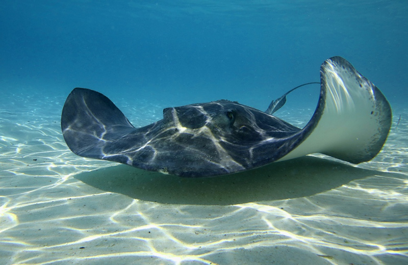 Bahamas Stingray -  Exumas Island, Bahamas