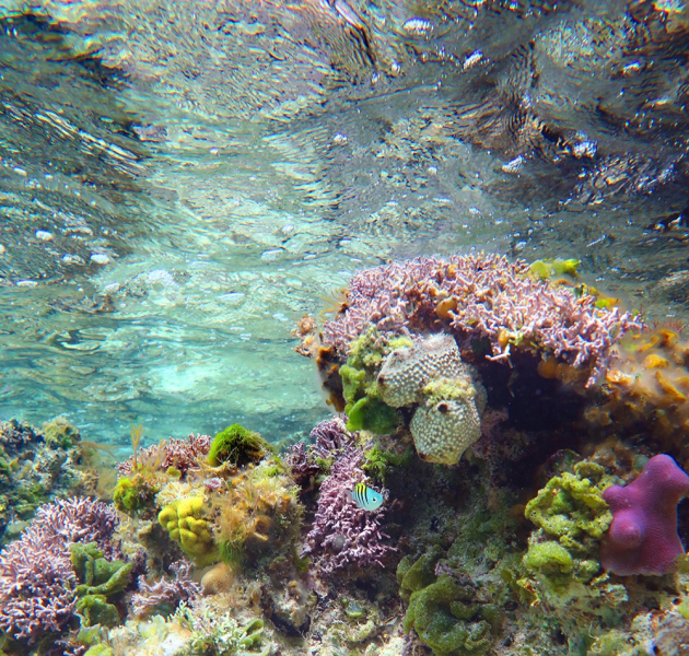 The Reef of Sergeant Major - Lee Stocking Island, Bahamas