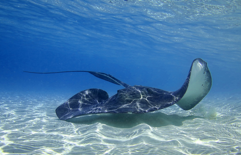 Bahamas Stingray - Exumas Island, Bahamas