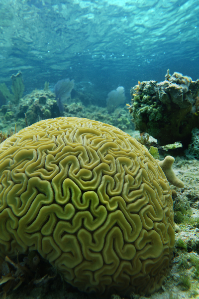 Brain Coral