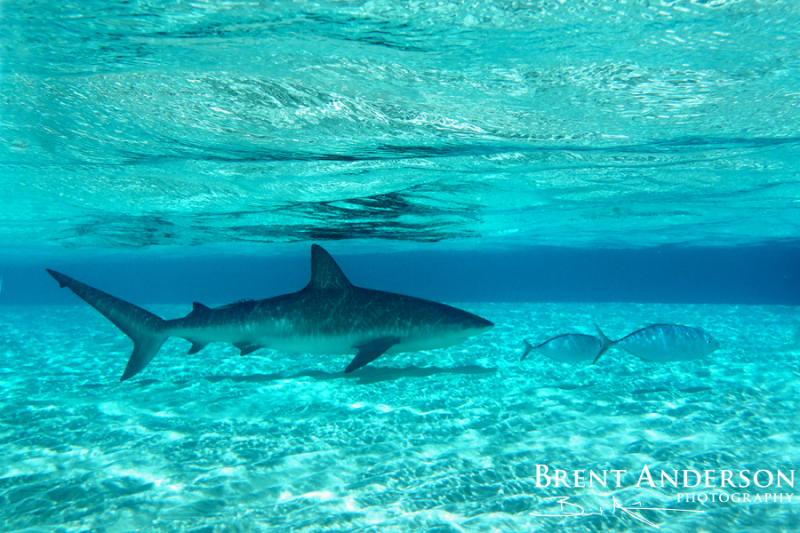 Caribbean Reef Shark Shallows - Exuma Islands, Bahamas