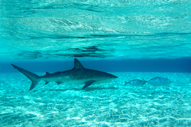 Caribbean Reef Shark Shallows - Exuma Islands, Bahamas