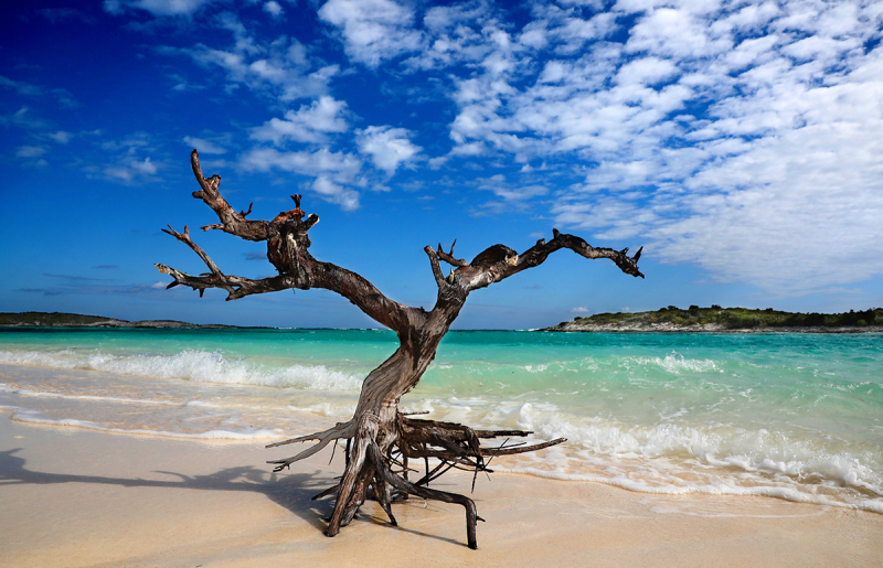 Driftwood Banzai