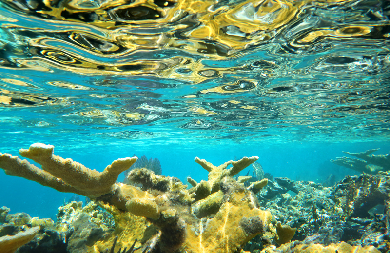 Elk Horn Reflections - Exuma Islands, Bahamas