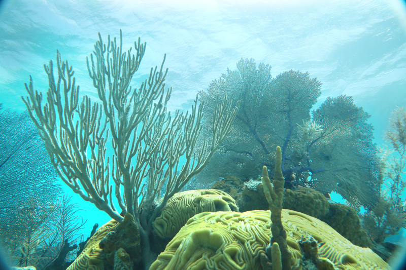 Soft Coral - Exumas