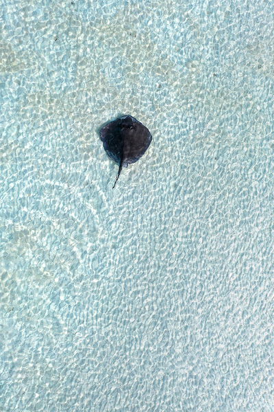 Stingray Shallows