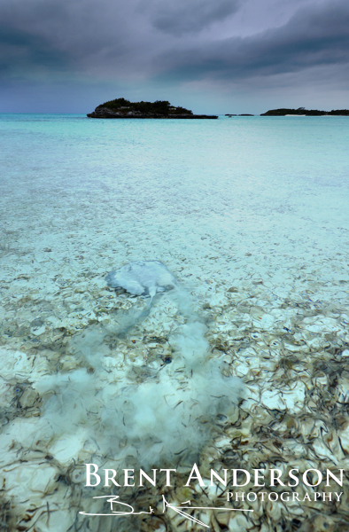 Sting Ray on the Run - Exuma Islands, Bahamas