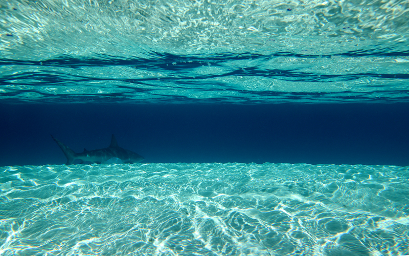 What Lurks Beneath
