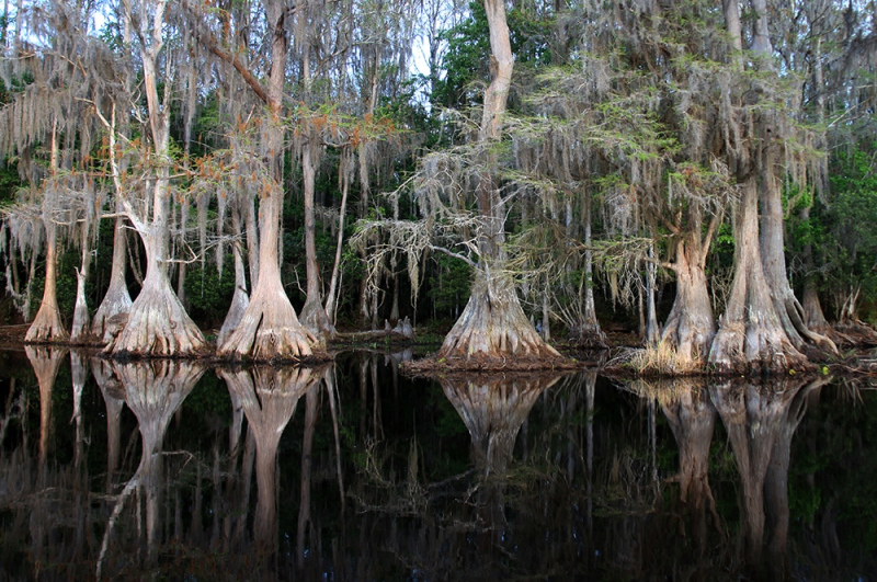 Cypress Reflect - Brick Lake, Osceola, FL