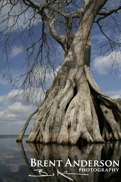 Ancient Cypress 2 - Lake Istokpoga, Highlands, FL