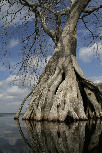 Ancient Cypress 2 - Lake Istokpoga, Highlands, FL