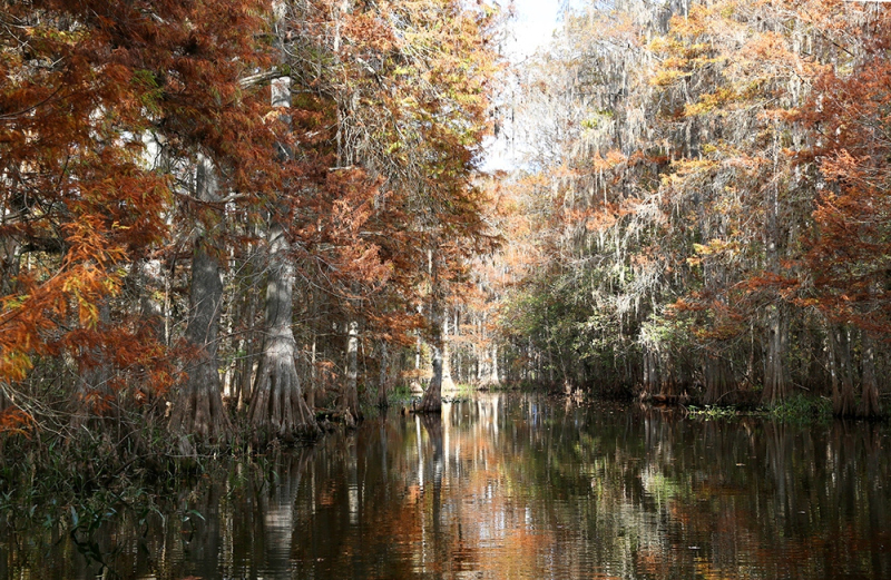 Autumn Cypress 1 - Marian Lake Creek, Osceola, FL