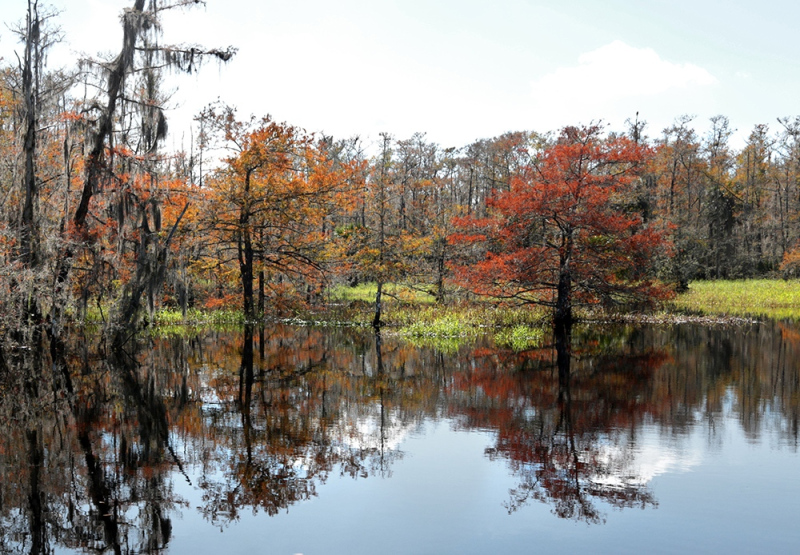 Autumn Cypress 2 - Fish Eating Creek, Glades County, FL