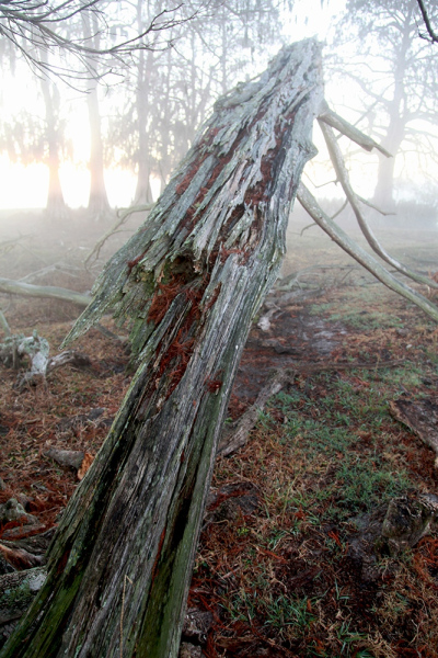 Broken Cypress - Kissimmee River, Okeechobee, FL