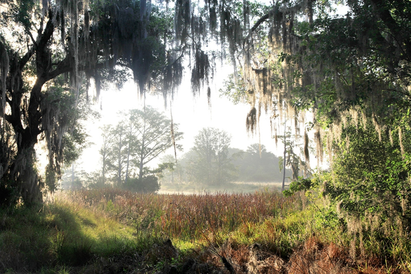 Window to the World - Istokpoga Creek, Highlands, FL