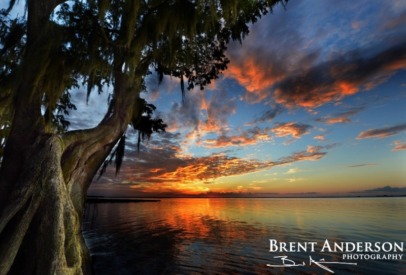 Sunset Cypress - Lake Istokpoga, Highlands, FL