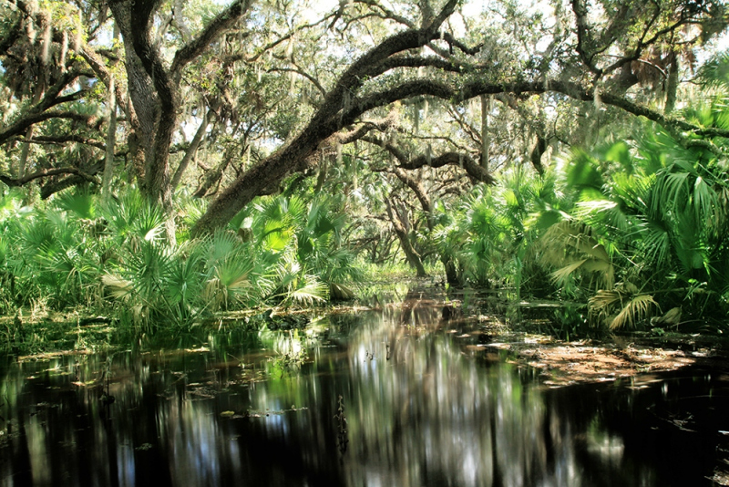 Flooded Oaks 1 - Kissimmee River, Okeechobee, FL