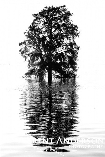 Cypress Silhouette - Kissimmee River, Okeechobee, FL