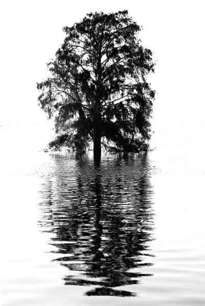Cypress Silhouette - Kissimmee River, Okeechobee, FL
