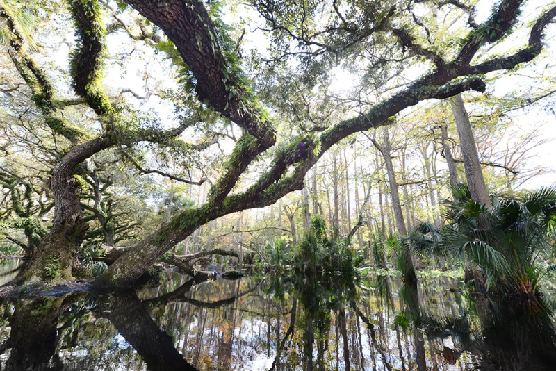 Flooded Oaks 2 - Fish Eating Creek, Glades County, FL