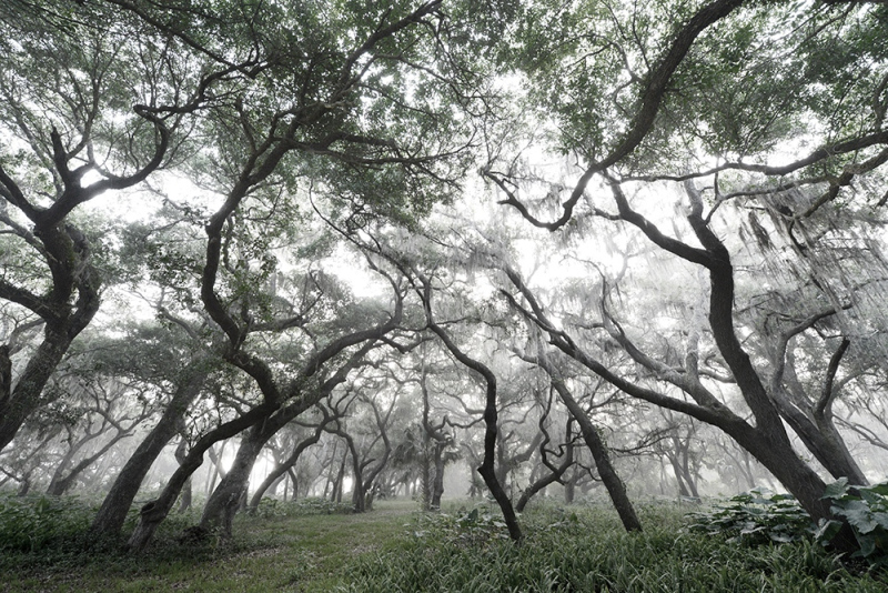 Silver Forest - Kissimmee River, Okeechobee, FL