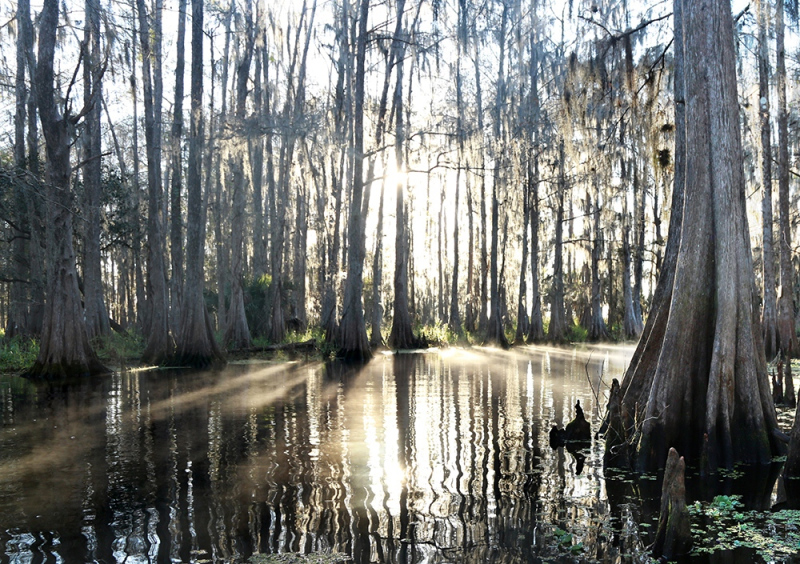 Sunburst Cypress 1 - Marian Lake Creek, Osceola, FL