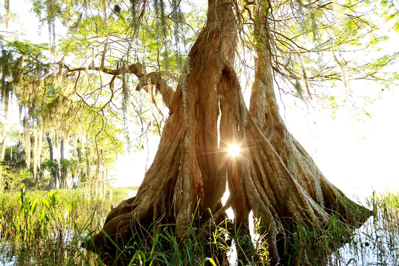 Sunburst Cypress 2 - Lake Istokpoga, Highlands, FL