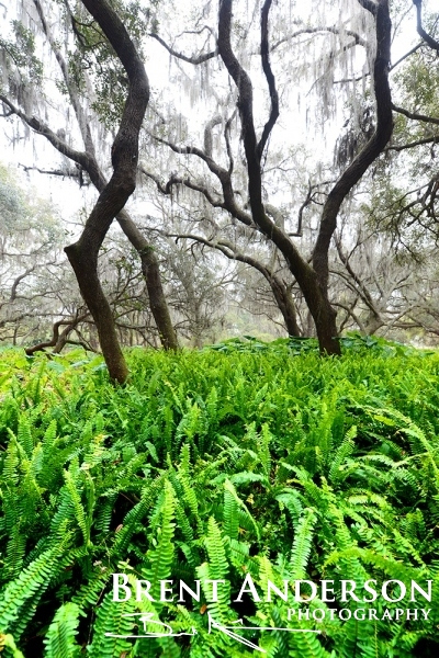 Forest of Ferns - Kissimmee River, Okeechobee, FL