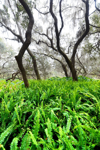Forest of Ferns - Kissimmee River, Okeechobee, FL