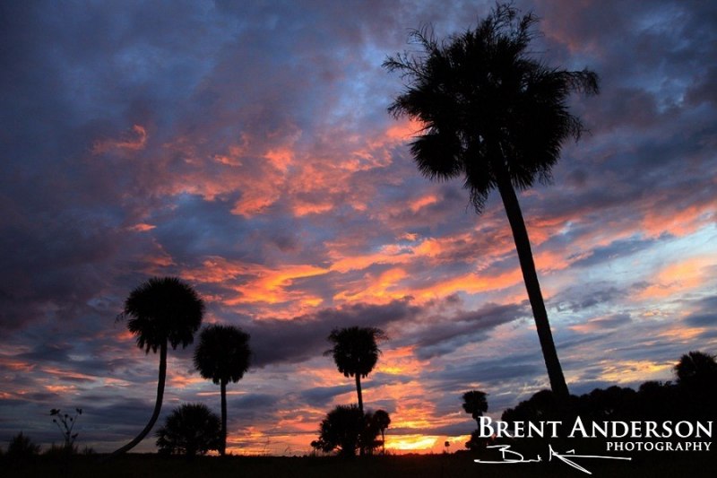 Kissimmee Palms Sunset - Okeechobee, FL