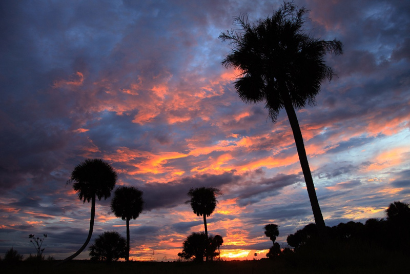 Kissimmee Palms Sunset - Okeechobee, FL