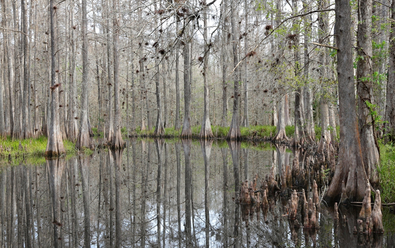 Cypress Strand - Reedy Creek, Osceola, FL
