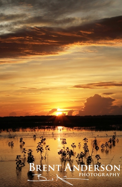 Hibiscus Silhouette - Kissimmee River, Okeechobee, FL