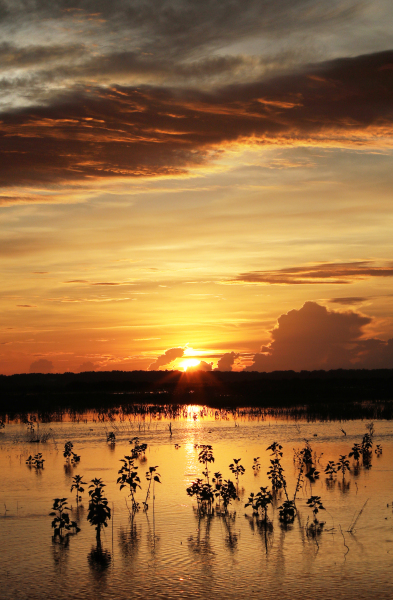 Hibiscus Silhouette - Kissimmee River, Okeechobee, FL