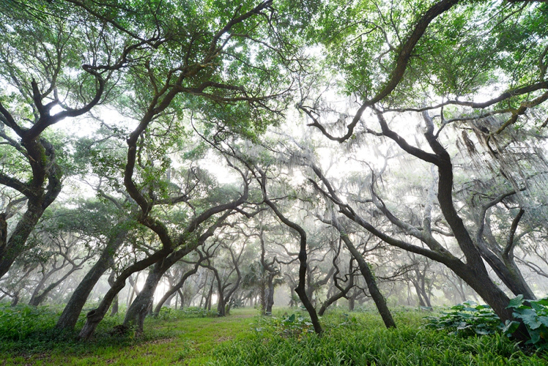 Silver Forest 2 - Kissimmee River, Okeechobee, FL