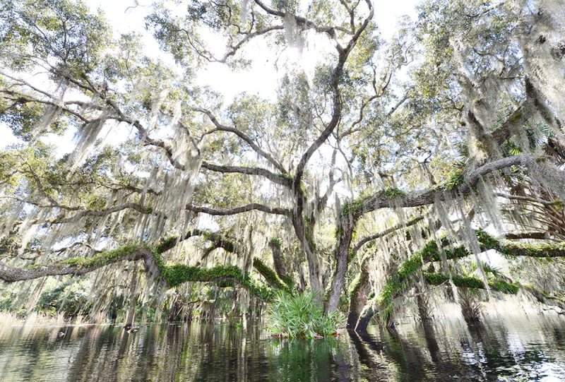 Angel on the Water - Kissimmee River, Okeechobee, FL
