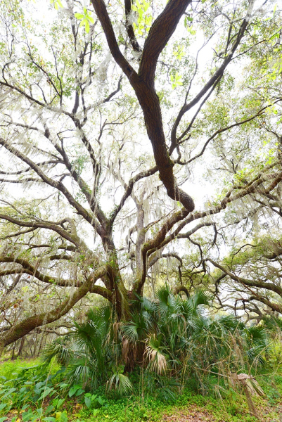 Reaching Out - Kissimmee River, Okeechobee, FL
