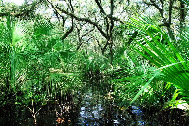 Flooded Oaks 3 - Kissimmee River, Okeechobee, FL