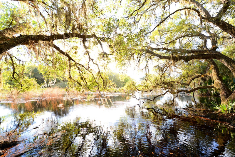 Flooded Oaks  4 - Kissimmee River, Okeechobee, FL