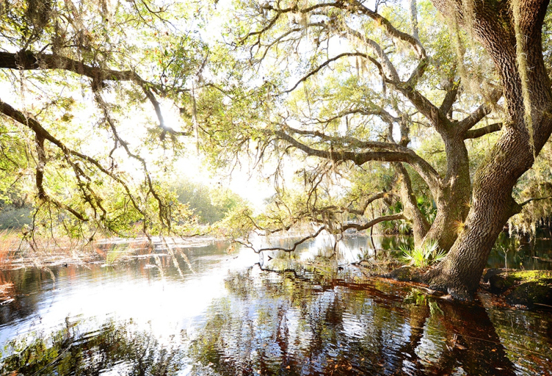 Flooded Oaks 5 - Kissimmee River, Okeechobee, FL