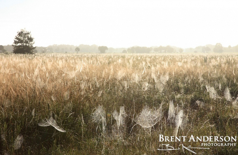 Fields of Webs - Kissimmee River, Highlands, FL