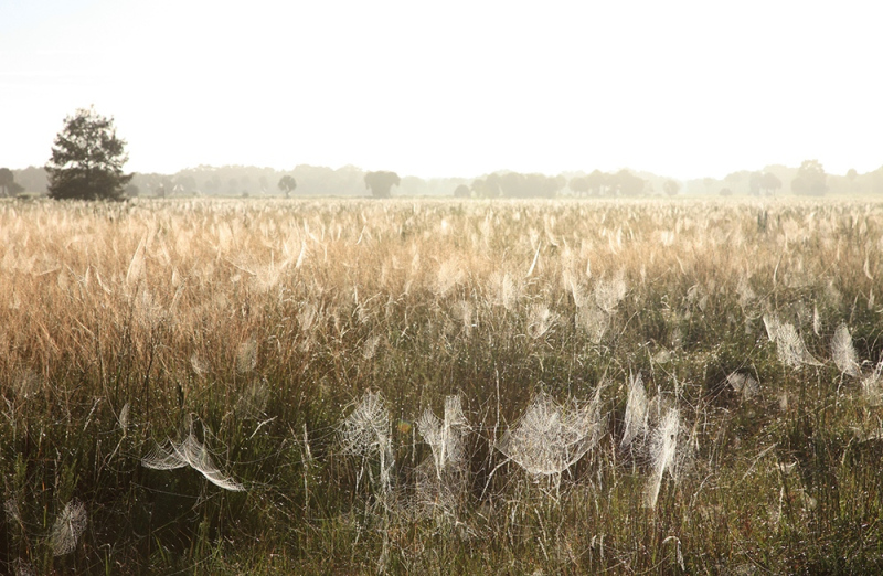 Fields of Webs - Kissimmee River, Highlands, FL