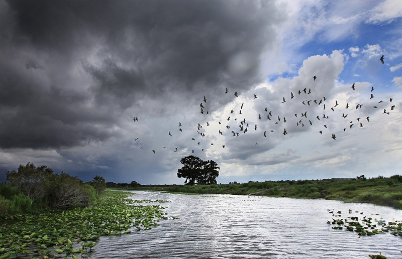 Fleeing the Storm - Kissimmee River, Highlands, FL