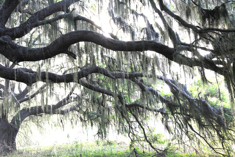 Live Oak Sunrise - Kissimmee River, Okeechobee, FL