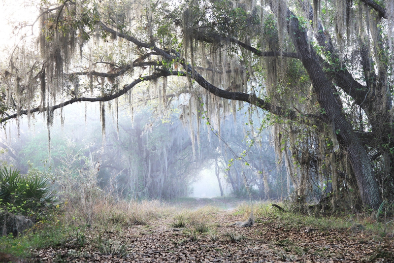 Mystic Path - Kissimmee River, Highlands, FL