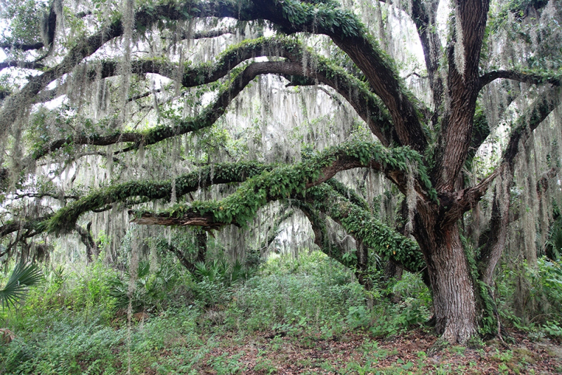 Live Oak - Kissimmee River, Highlands, FL