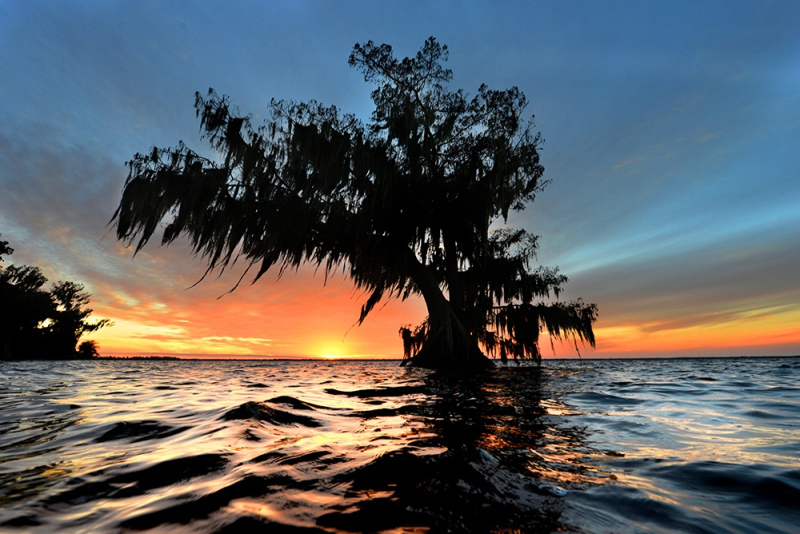 Lone Cypress - Lake Istokpoga, FL